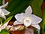 Orquídea Dendrobium Parishii Var. Alba  - Raridade - Imagem 5