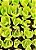 Echeveria Pallida - Grande Suculenta - Imagem 2