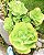 Echeveria Pallida - Grande Suculenta - Imagem 6