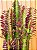 Euphorbia Trigona 'Rubra' - Imagem 6