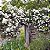Rosa Trepadeira Rambling Rector Mini Branca Haste Multi floral - Enxertada - Imagem 4