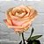 Rosa Arbustiva Avalanche Champanhe - Enxertada - Imagem 1