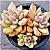Suculenta Echeveria Agavoides Avocado Cream - Importada - Imagem 5