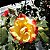 Rosa Arbustiva Confete - Muda Enxertada - Imagem 3