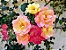 Rosa Arbustiva Confete - Muda Enxertada - Imagem 6