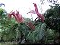 Palmeira de Folhas Vermelhas - Imagem 6