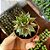 Sempervivum Red Beauty - Muda de Suculenta - Imagem 7