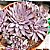 Graptopetalum Rusbyi ou Echeveria Rusby - Suculenta Importada - Imagem 3