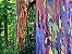 Eucalipto Arco-íris - Tronco Multi Cores - Mudas - Imagem 2