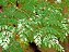 Moringa Oleifera Medicinal Muda - Lote 49/21 - Imagem 2