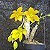 Orquidea Cisne Jumbo Cycnodes Taiwan Gold - Importada - Imagem 8