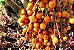 Palmeira Butiá - Frutos Deliciosos - Imagem 3