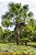 Buriti - Grande Palmeira c/ Lindas Folhas e de Excelentes Frutos - Imagem 1