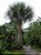 Buriti - Grande Palmeira c/ Lindas Folhas e de Excelentes Frutos - Imagem 2