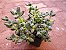 Planta Diamante - Pachyphytum Compactum - Suculenta - Imagem 5