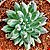 Planta Diamante - Pachyphytum Compactum - Suculenta - Imagem 1