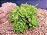 Planta Esmeralda - Haworthia Cymbiformis - Suculenta - Imagem 5