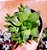 Planta Esmeralda - Haworthia Cymbiformis - Muda de Suculenta - Imagem 5