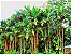 Palmeira Laca ou Renda - c/ 50 cm Altura Total - Imagem 2