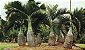 Palmeira Garrafa - Imagem 2