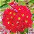 Eucalipto Anão de Flores Vermelhas Muda - Imagem 2