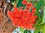 Eucalipto Anão de Flores Vermelhas Muda - Imagem 6