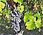 Cabernet Sauvignon Uva de Vinho - Mudas Enxertadas - Produz em Climas TEMPERADOS E QUENTES - Imagem 4