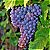 Merlot Uva de Vinho - Mudas Enxertadas - Imagem 2