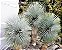 Yucca rostrata - Imagem 1