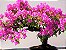 Bonsai de Primavera cor de Rosa - Sem Espinhos - Imagem 3