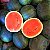 Melancia Casca Escura SF 1057 - Hibrida 'Sugar baby' - Kit c/ 03 sementes - Imagem 2