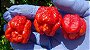 Pimenta Moruga Red - A Segunda Mais Ardida do Mundo! - Kit c/ 20 sementes - Imagem 2