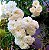 Rosa Trepadeira cor Branca Flores em Cachos - Roseira Muda - Imagem 1