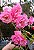 Rosa cor Rosa - Muda de Roseira - Imagem 2