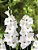 Gladíolo Branco White Goddes - c/ 6 Bulbos - Imagem 1