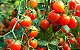 Tomate Cereja Vermelho - kit c/ 12  Sementes - Imagem 5