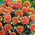 Gaillardia de Flor Dobrada - Cores sortidas - kit c/ 20 Sementes - Imagem 6