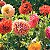 Gaillardia de Flor Dobrada - Cores sortidas - kit c/ 20 Sementes - Imagem 3