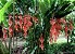 Helicônia Rostrata vermelho - Imagem 3