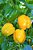 Pimentão Amarelo Alegria - kit c/ 12 Sementes - Imagem 2