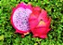Pitaya Hibrida 'Delight' Polpa Rosa - Imagem 1