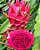 Pitaya Venus Polpa Vermelha - frutos grandes - Imagem 4