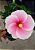 Hibisco Anão cor Rosa - Imagem 2