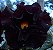 Rosa do Deserto NEGRA flor dobrada - Muda ENXERTADA - Imagem 4