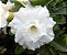 Rosa do Deserto Branca flor dobrada Enxertada - Imagem 1