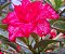 Rosa do Deserto tons de vermelho e branco mesclada flor tripla Enxertada - Imagem 3