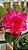 Rosa do Deserto tons de vermelho e branco mesclada flor tripla Enxertada - Imagem 4
