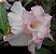 Rosa do Deserto Branca bordas Rosa flor Dupla Enxertada - Imagem 1