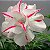 Rosa do Deserto Branca friso Vermelho flor dupla Enxertada - Imagem 1