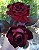 Rosa Príncipe Negro - Enxertada - Imagem 2